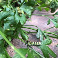 Pictured here is an Eastern Black Swallowtail caterpillar feeding on the leaves of a parsley plant. 