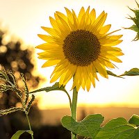 Here is a picture of a Kansas Sunflower