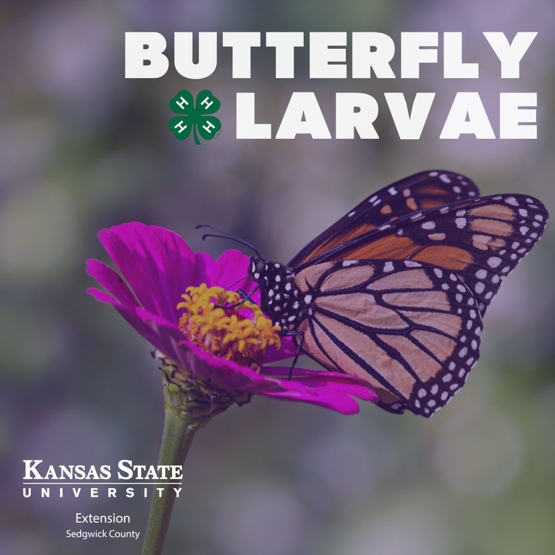 Butterfly Larvae