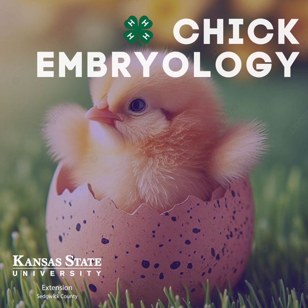 Chick Embryology