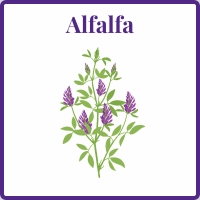 alfalfa