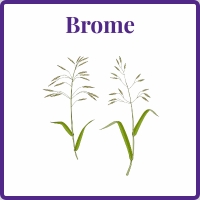 brome