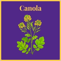 canola