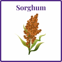 sorghum