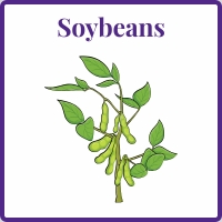 soybeans
