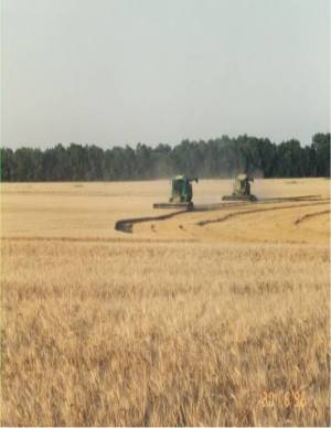 Cutting wheat