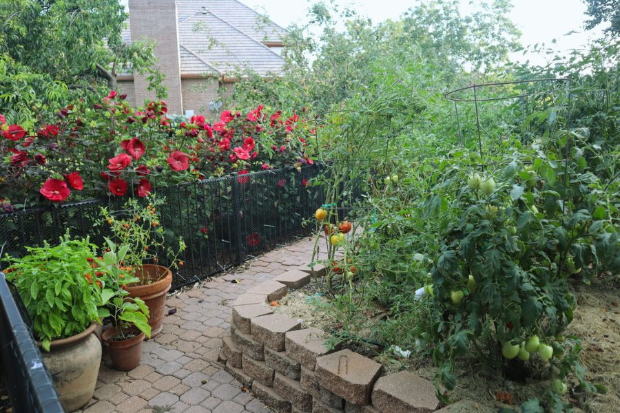 vegtable garden and maroon perennial hibiscus