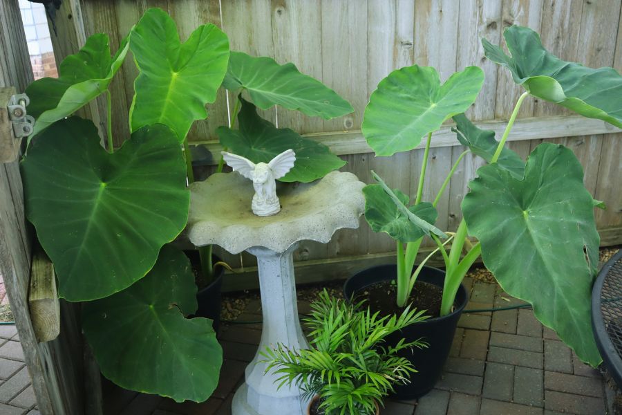 statue surrounded by elephant ear plants