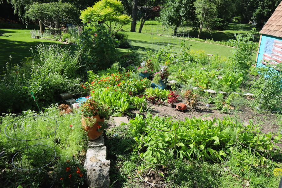 Garden full of lush plants and flowers
