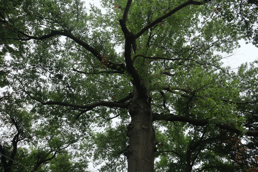 oak tree canopy