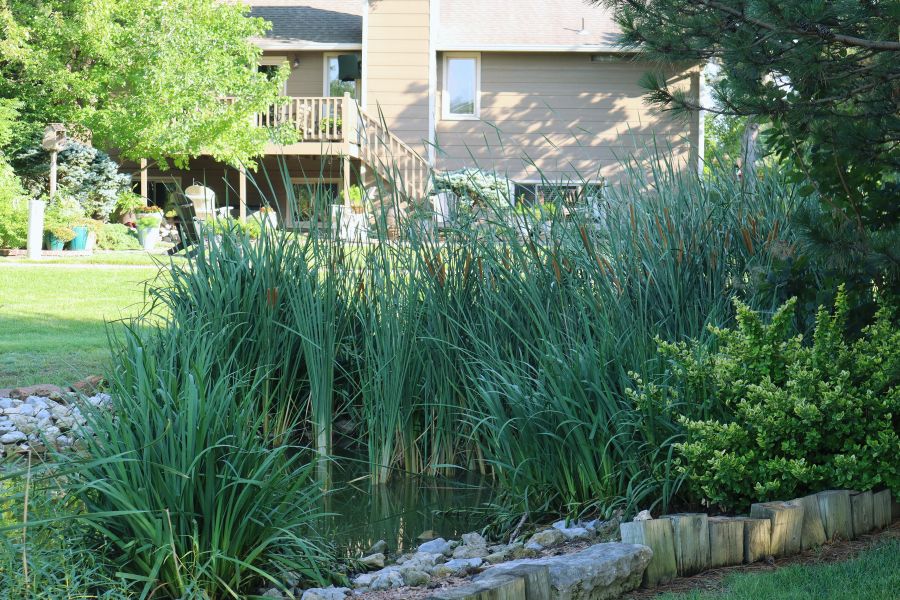 cattails grow out of a creek with a house in the background