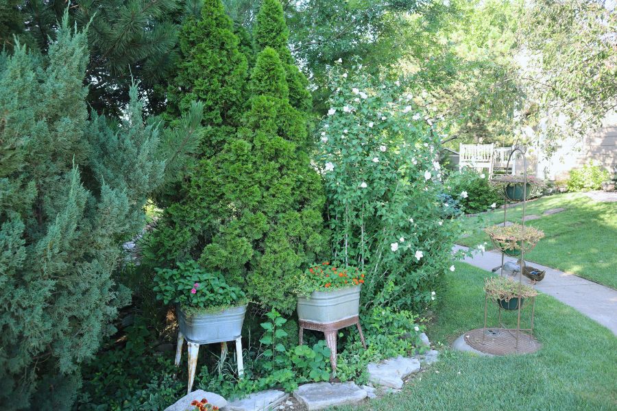 colorful annuals in containers tucked in with evergreen trees