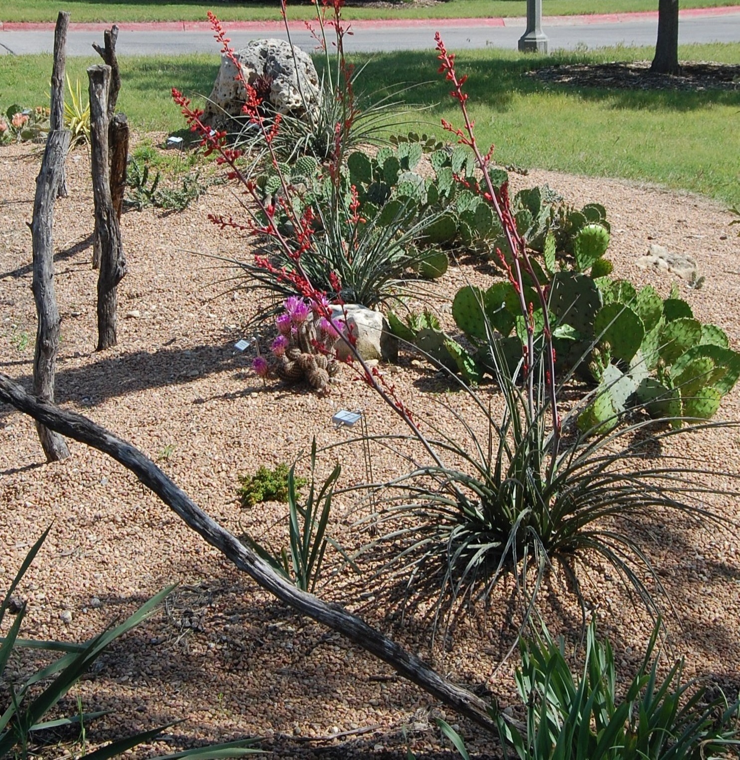 Cactus Garden 