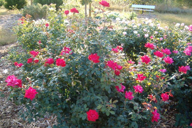 Knockout garden rose