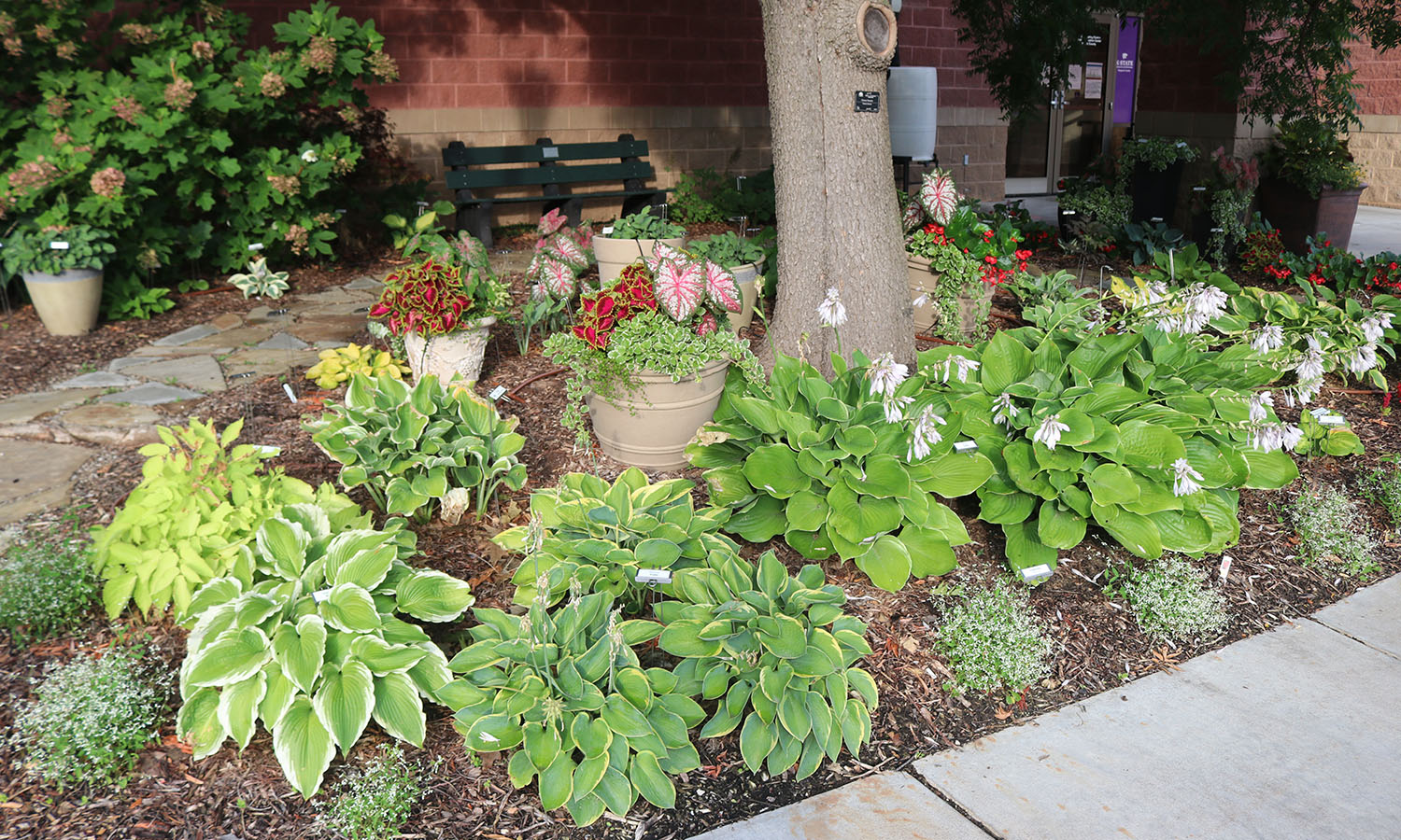 Hosta garden