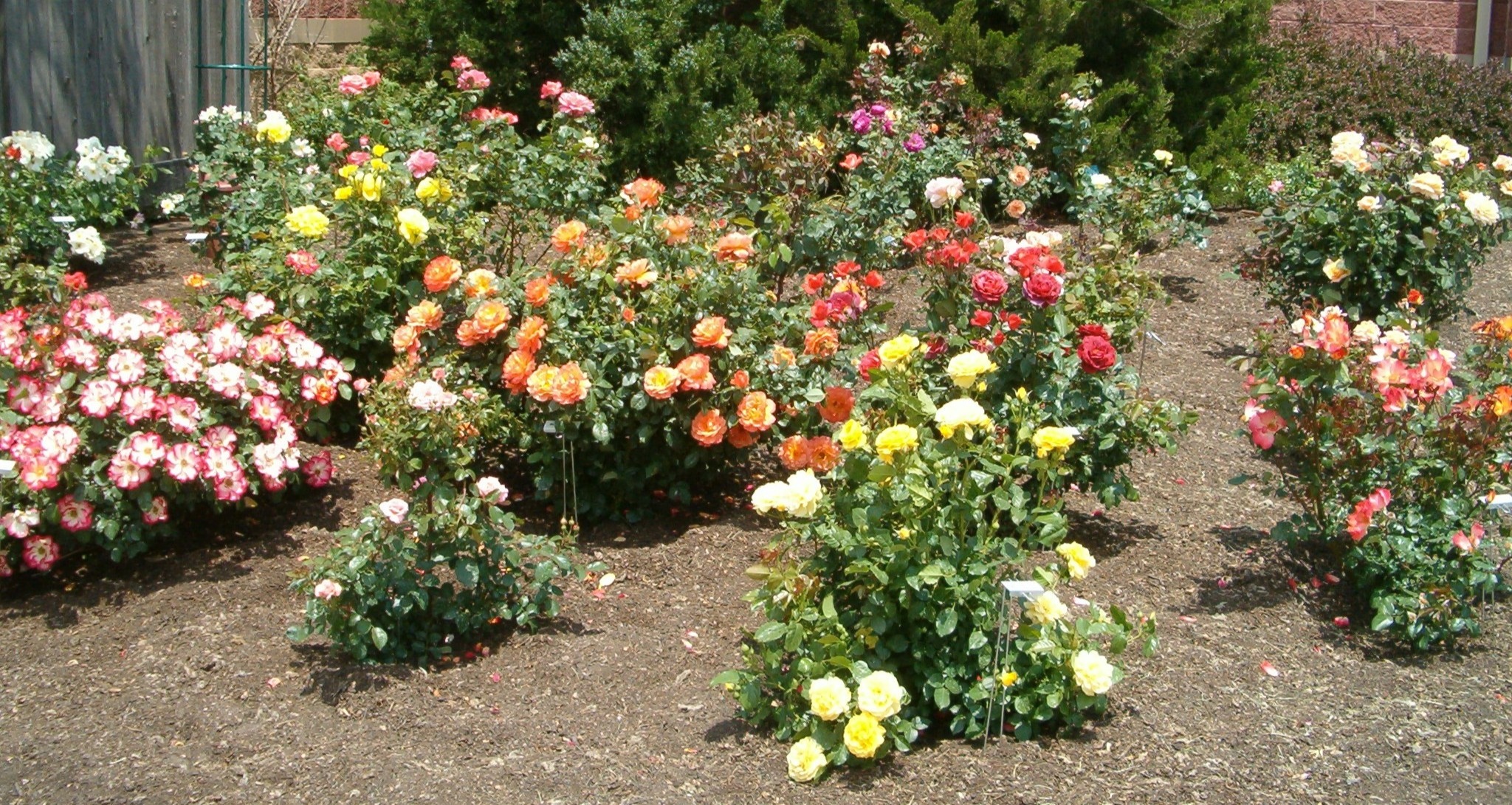 Colorful roses