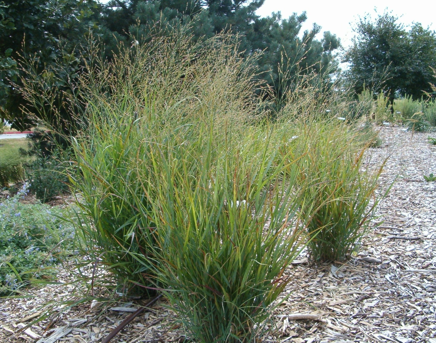 Tall switchgrass