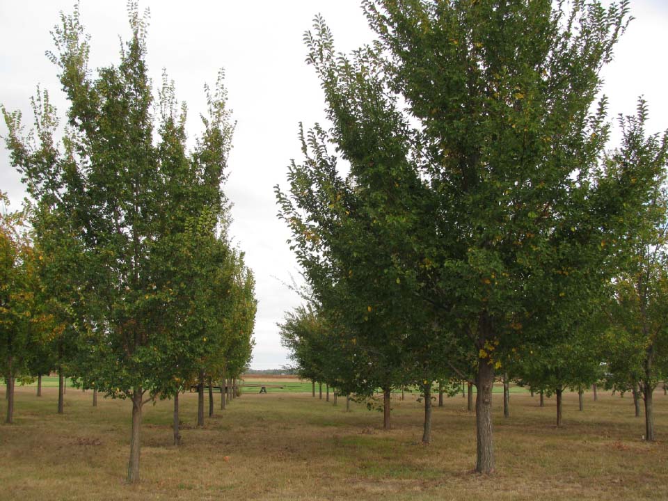 Elm tree rows