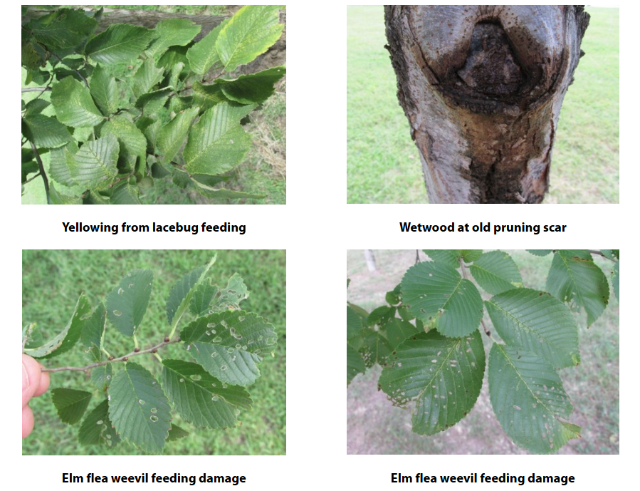 Elm insect and disease damage