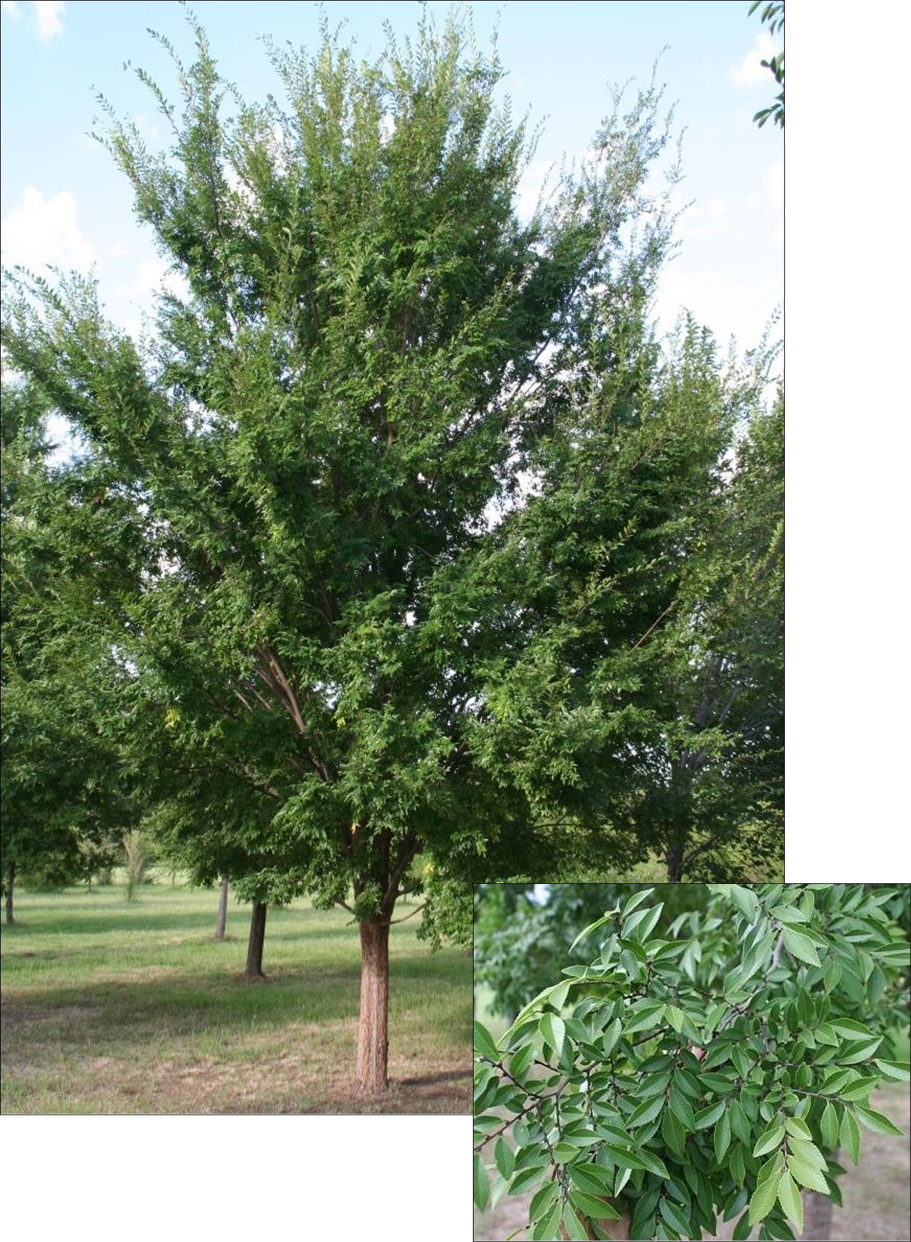 'Emer II' Allee Elm