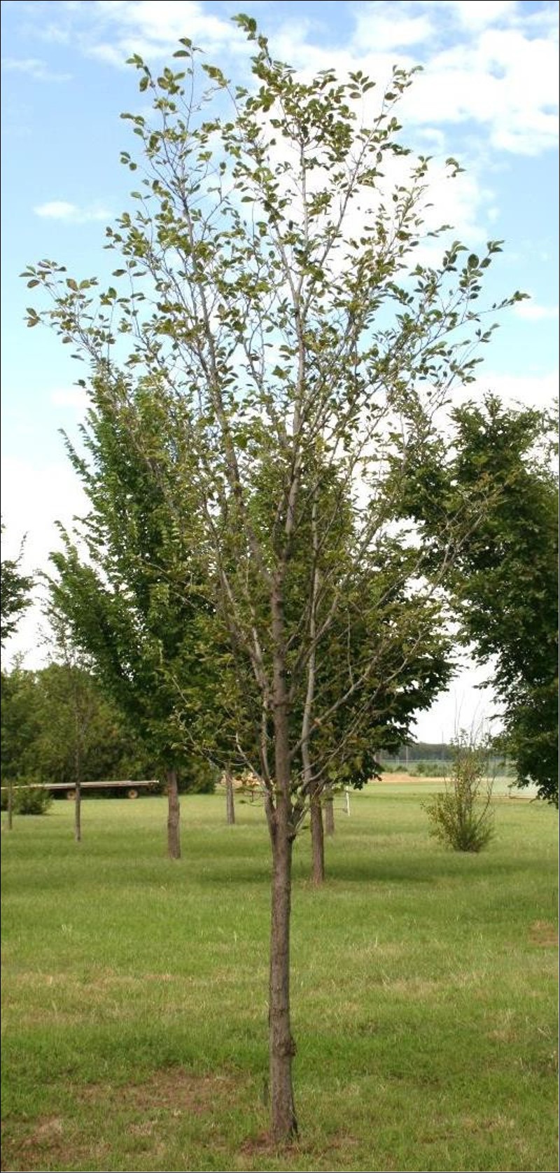 Emerald Sunshine Elm