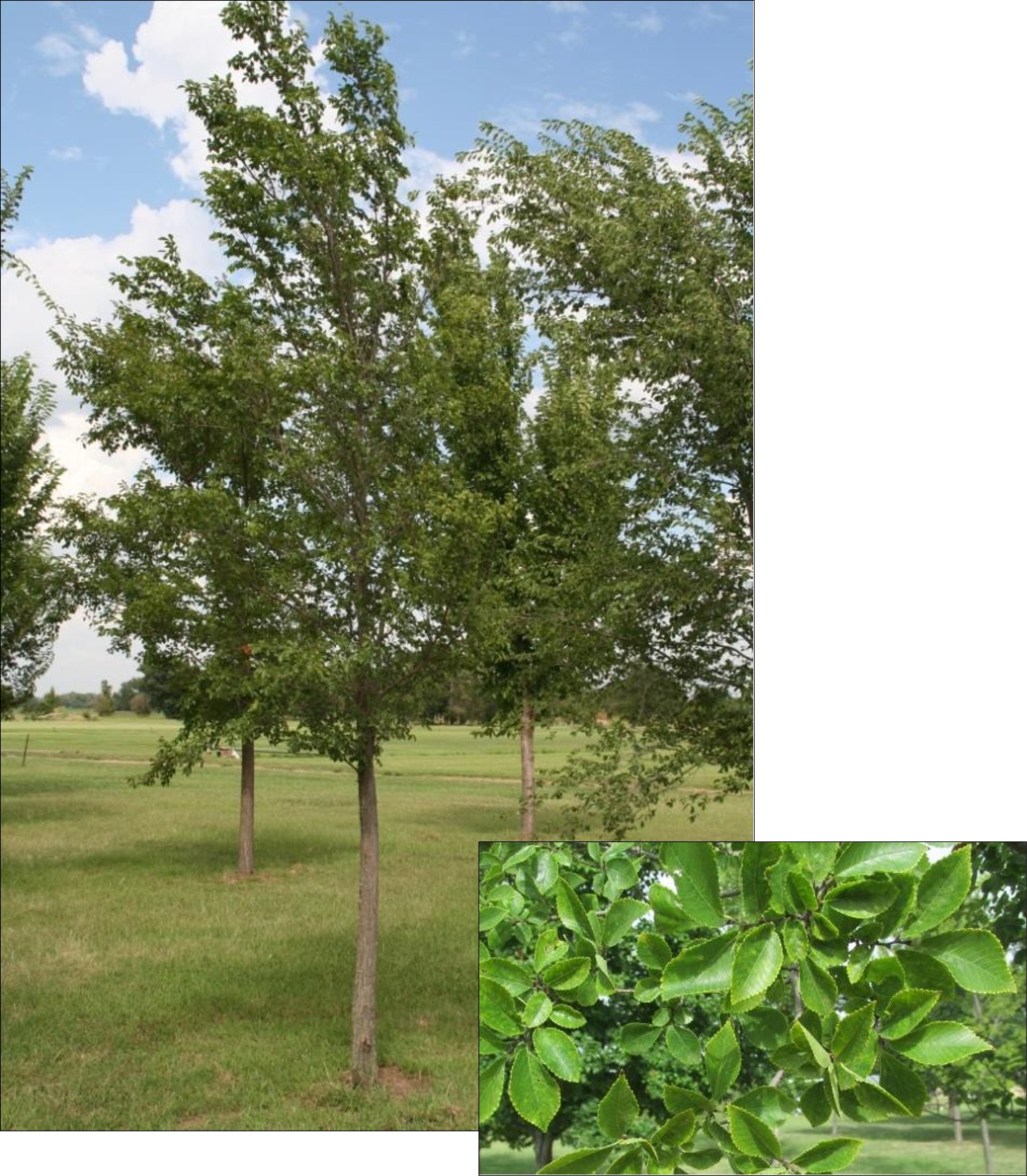 Frontier Elm