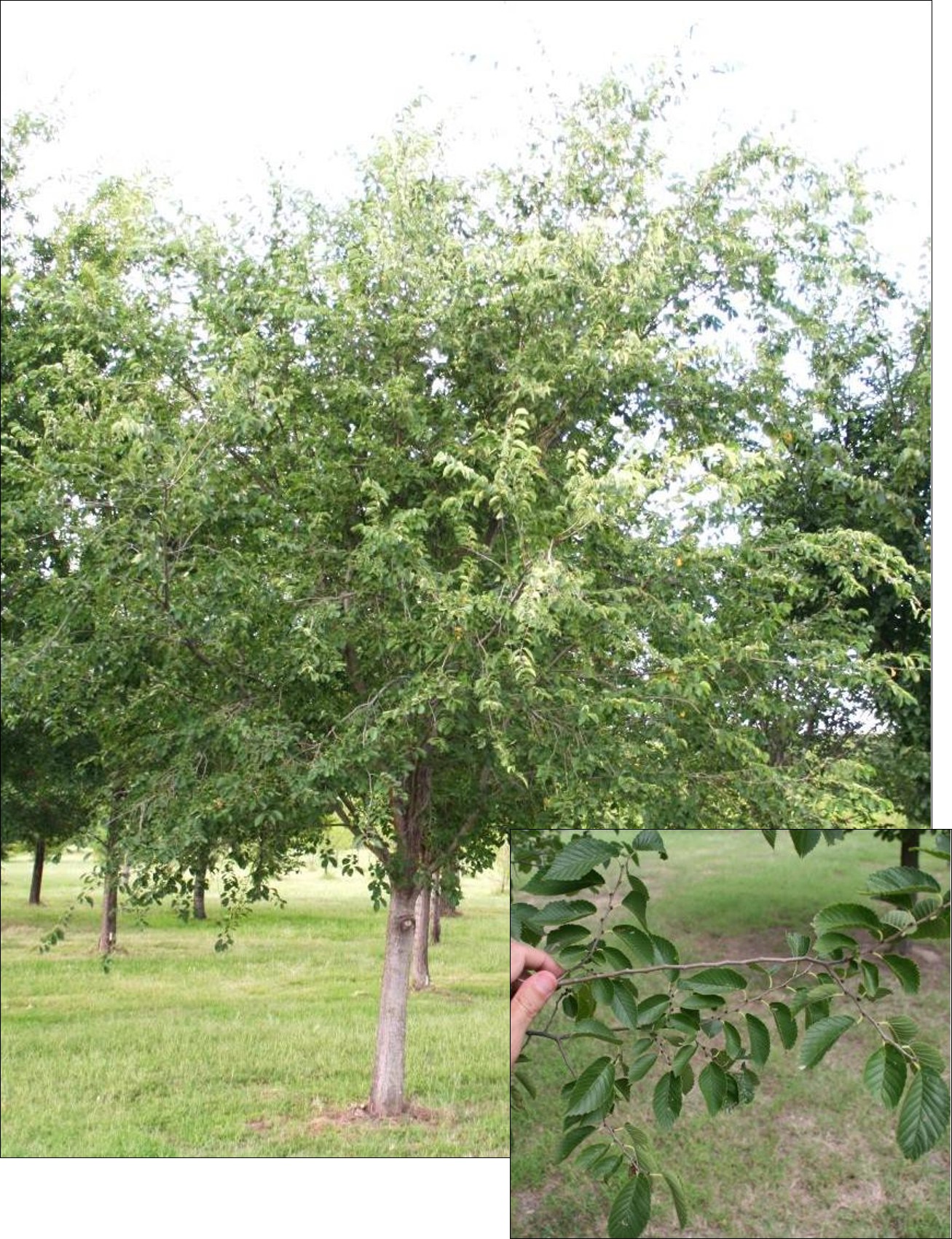 Homestead Elm