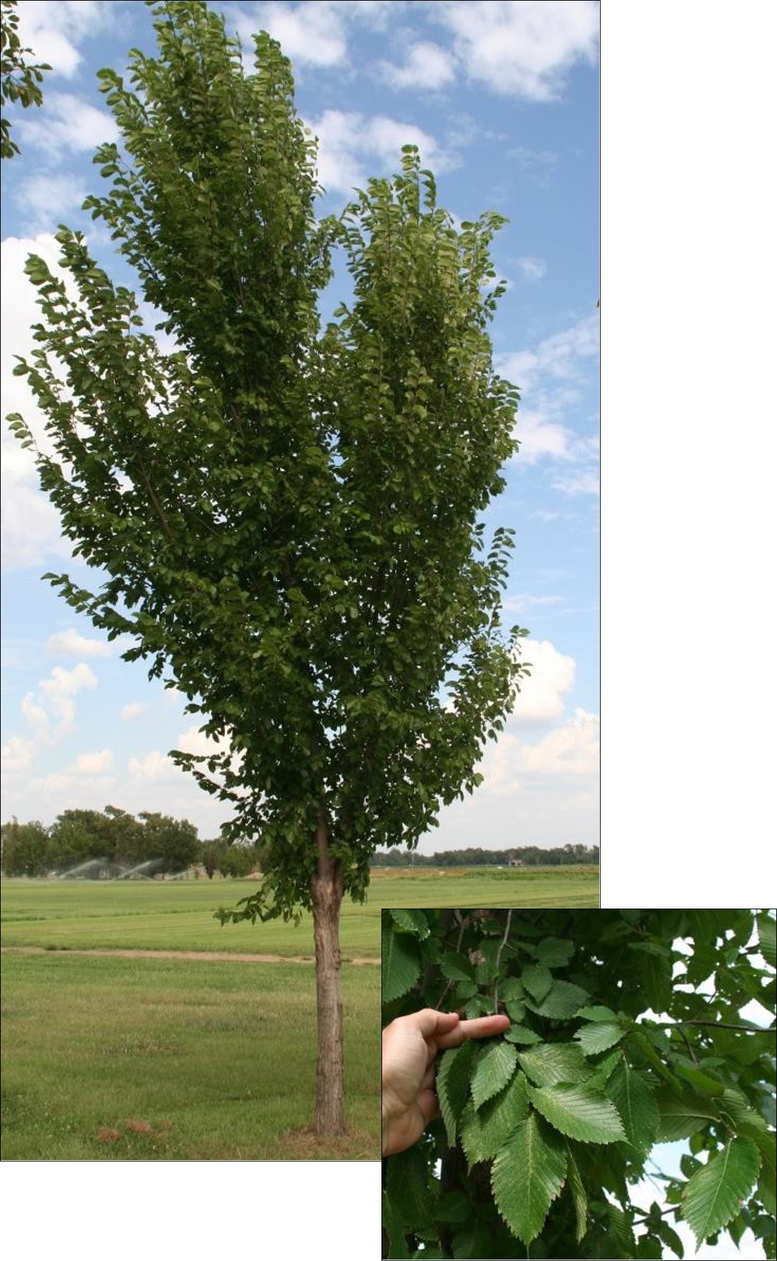 Jefferson Elm