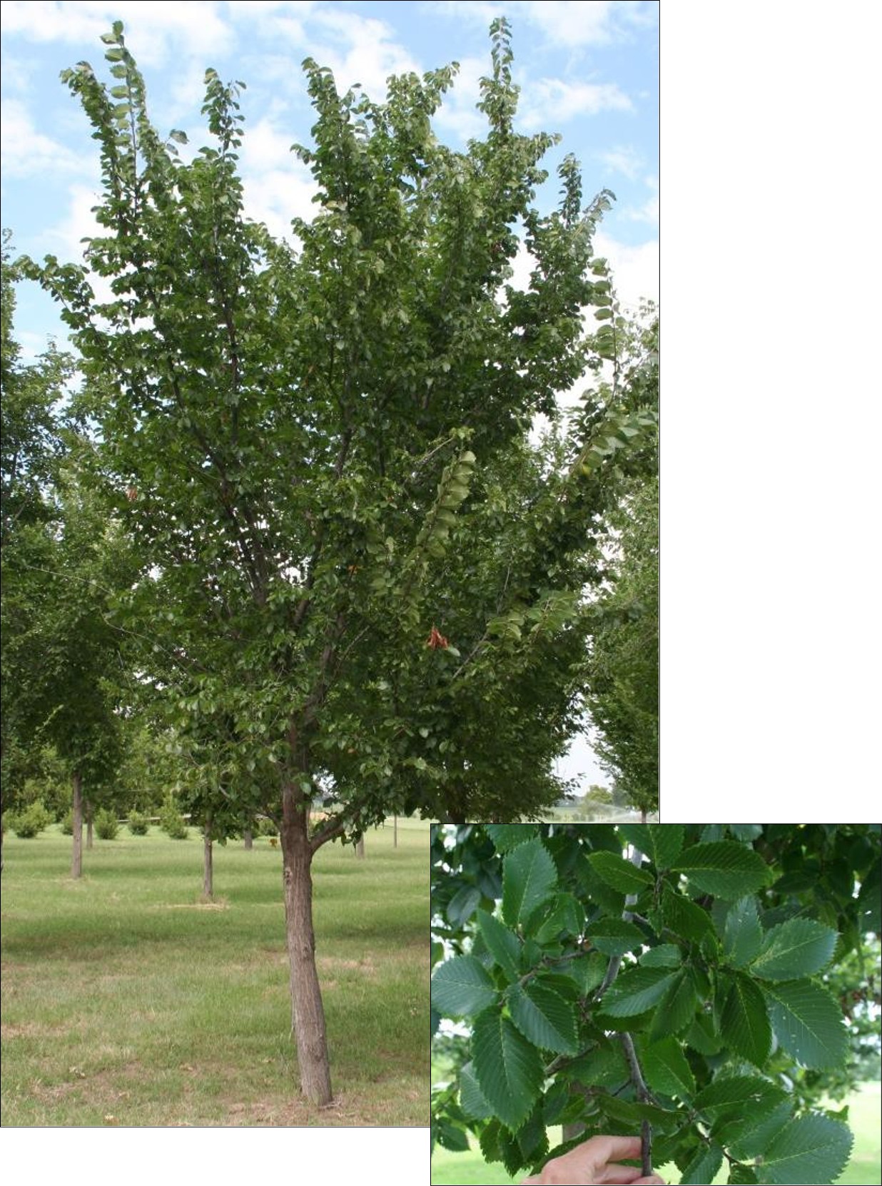 Lewis & Clark Elm