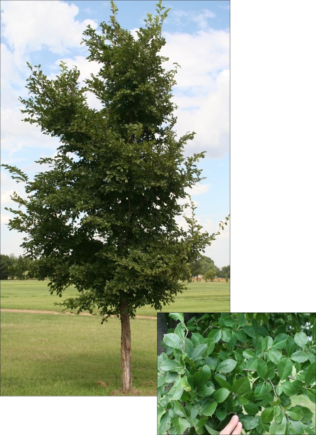 Morton Accolade Elm
