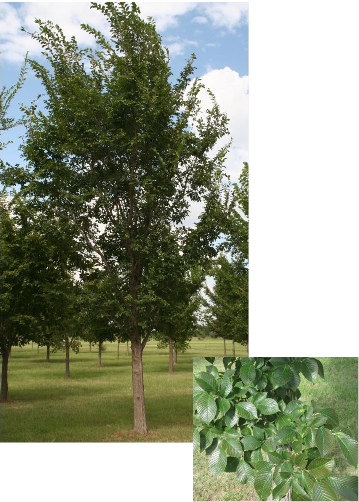 Morton Glossy Elm