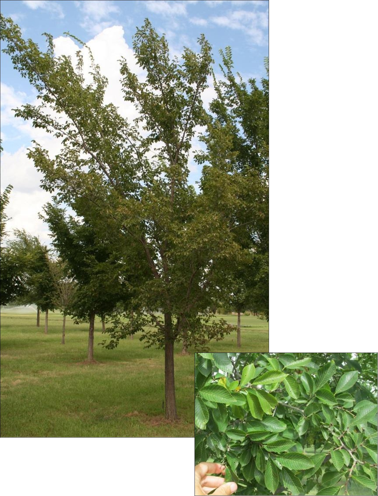 Morton Plainsman Elm