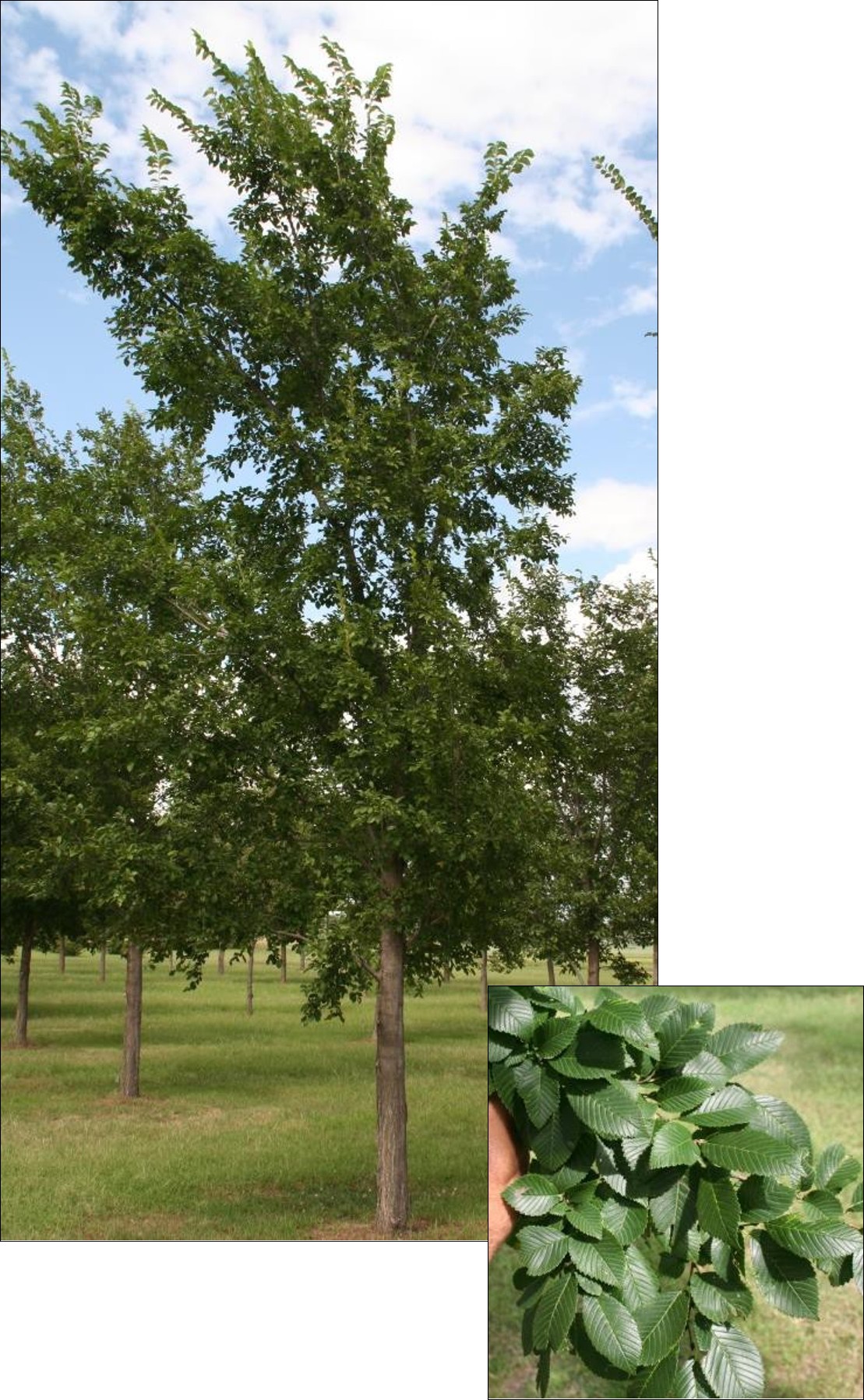 Morton Red Tip Elm