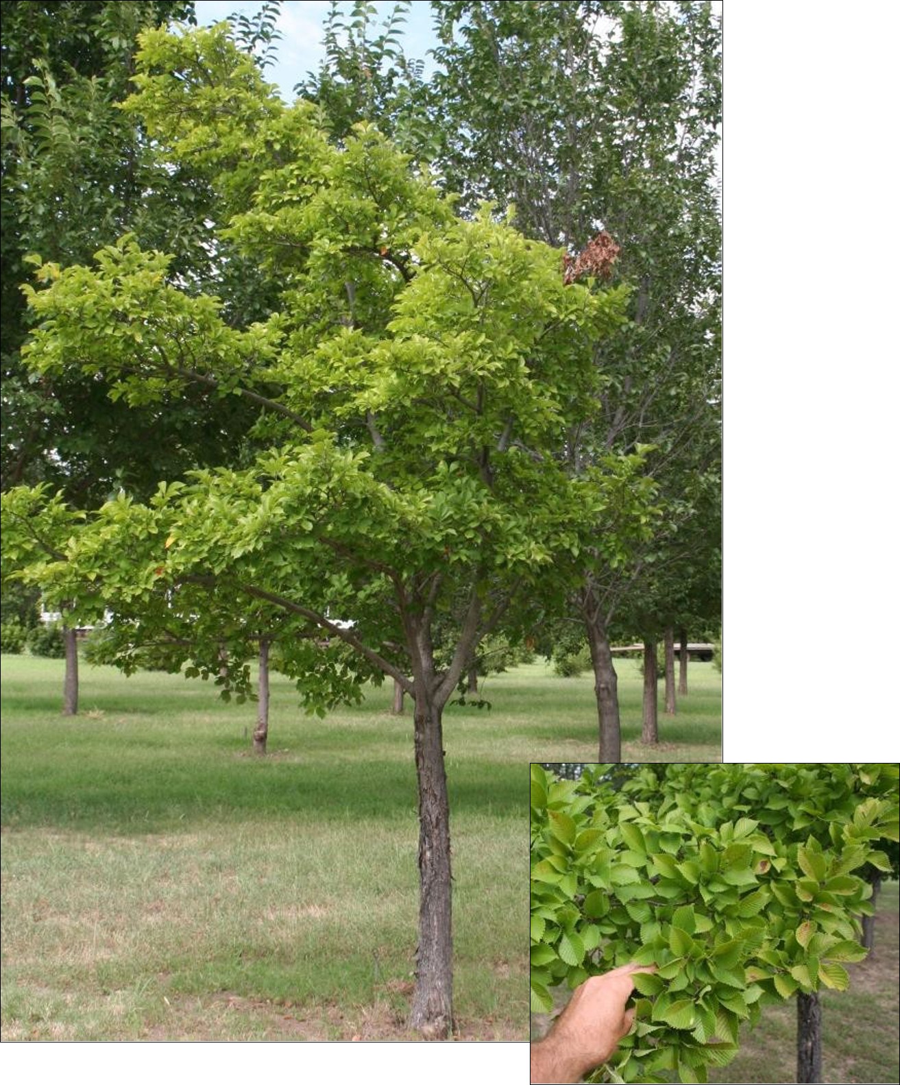 Morton Stalwart Elm