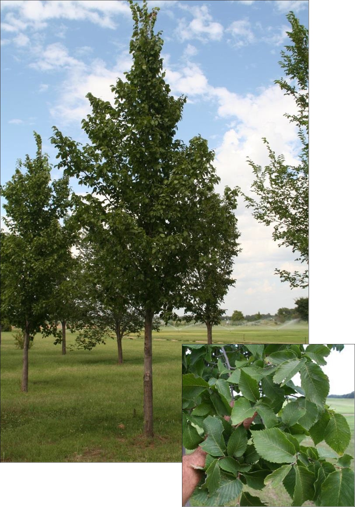 New Harmony Elm