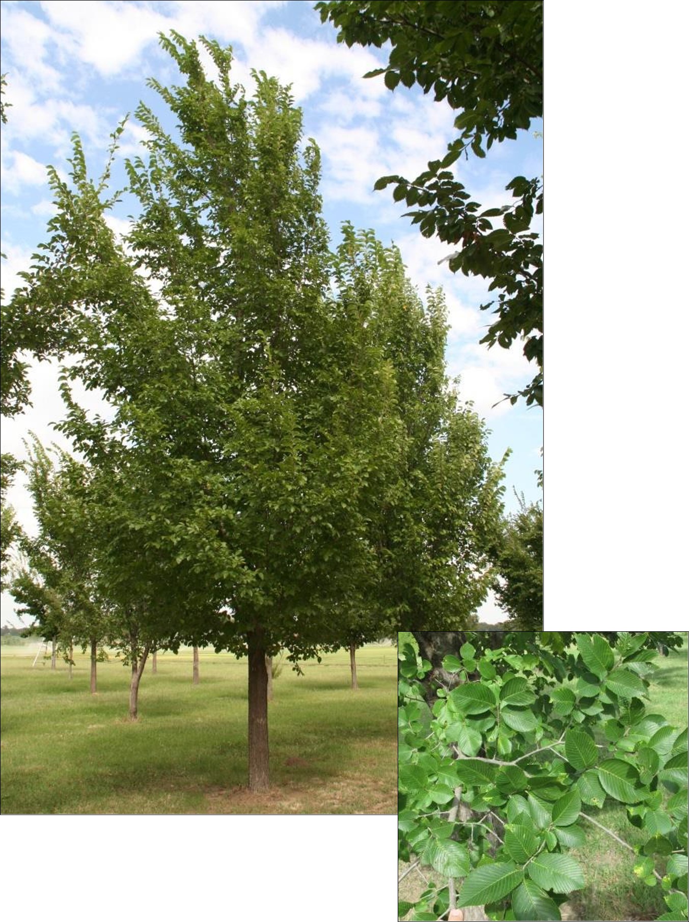 New Horizon Elm