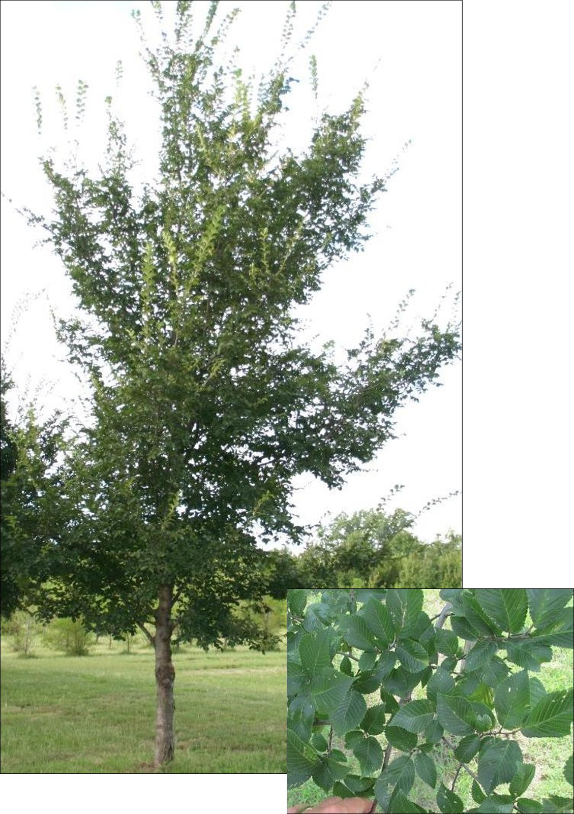 Patriot Elm