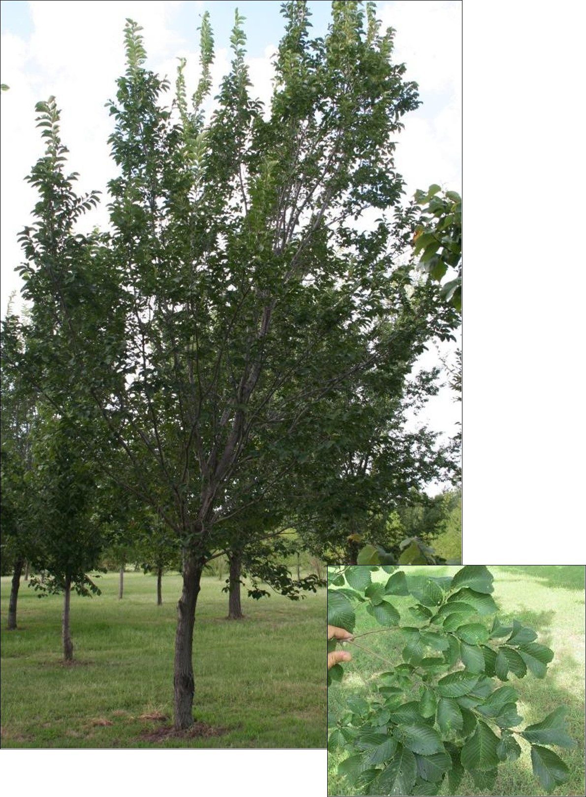 Pioneer Elm