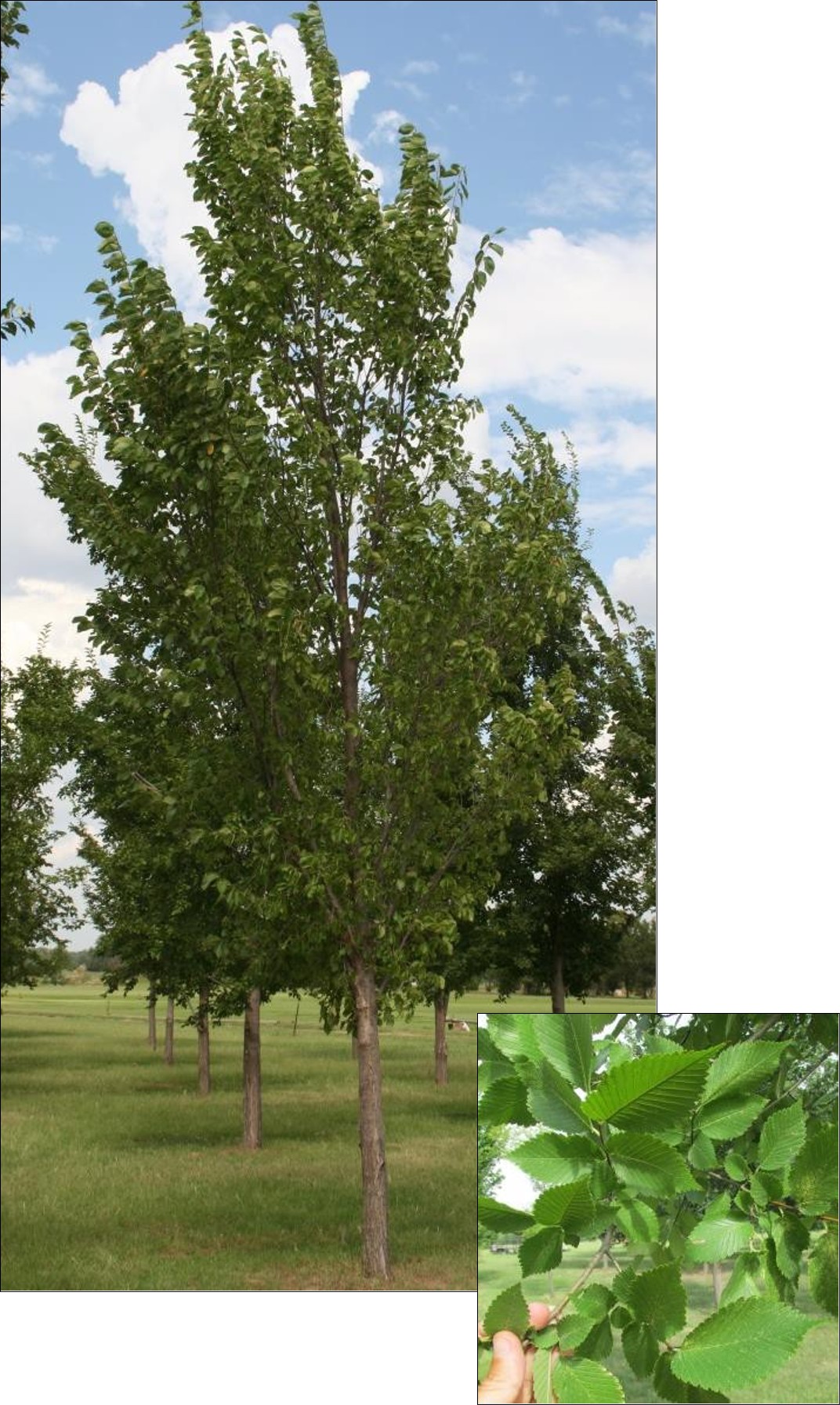Princeton Elm