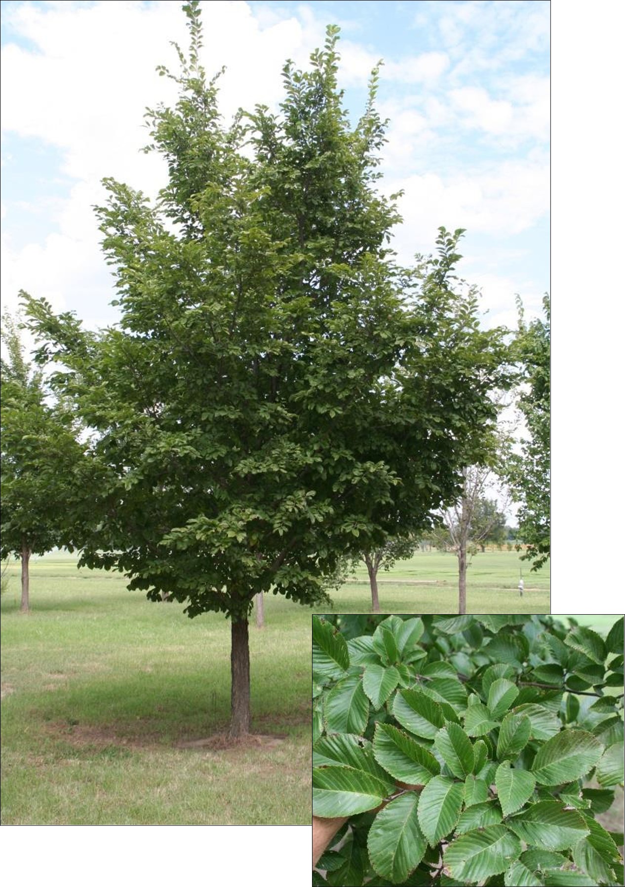 Prospector Elm
