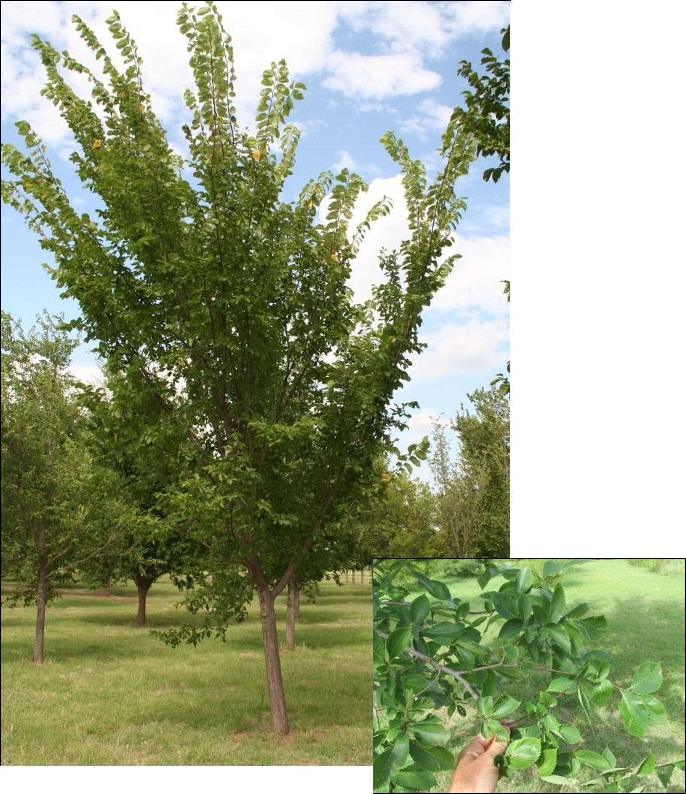 Valley Forge Elm