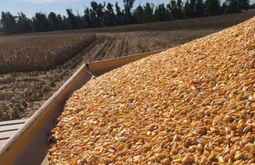 Corn harvest