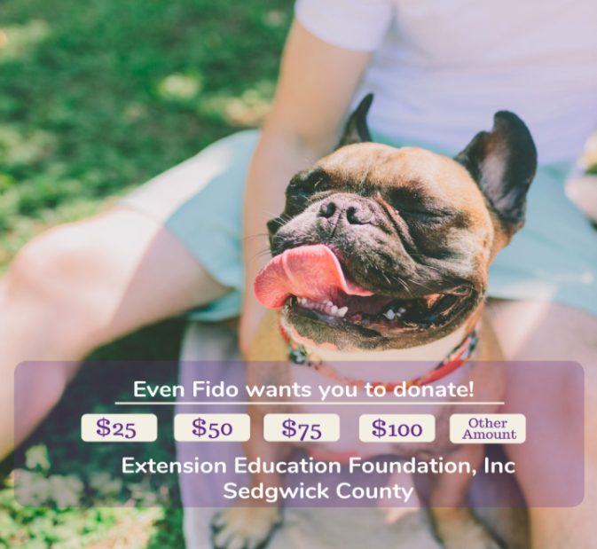 Donate to Extension Education Foundation Inc