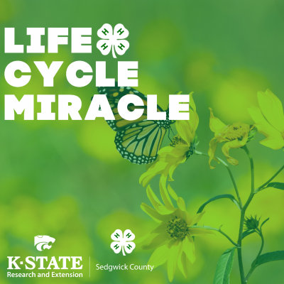 Life Cycle Miracle