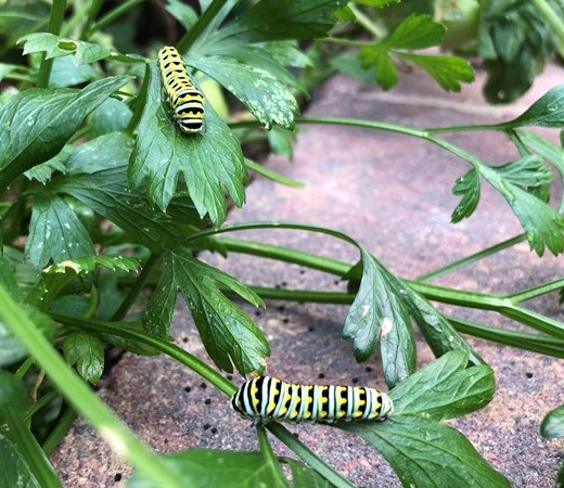 Swallowtail caterpillars pollinating parsley plants