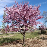 A redbud tree in bloom is pictured.