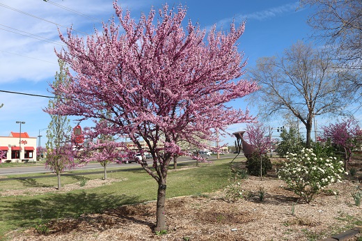 Redbud trees are one that can withstand the Kansas climate.