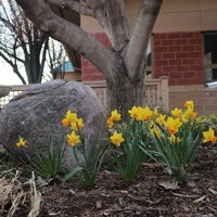 Pictured here are daffodils blooming in the Sedgwick County Extension shade garden. 