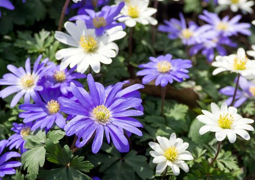 Spring flowers in bloom