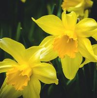 This is a photo of daffodils in full bloom.